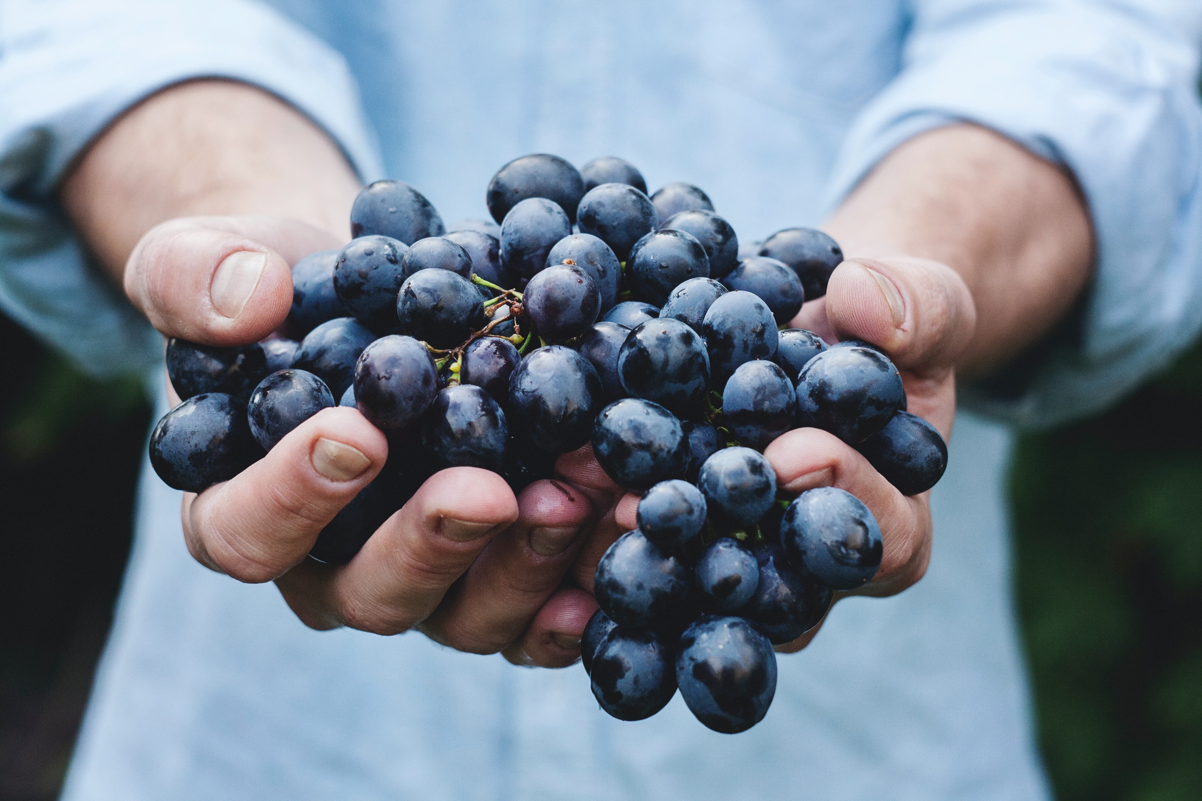 Fresh grapes being held
